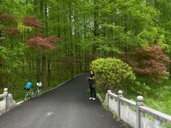 -东平国家森林公园