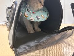 -瑞派宠物医院·内科·软组织·绝育中心(沈阳八纬路分院)