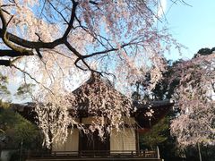 -醍醐寺