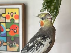 -吉丁鸟咖·异宠·寄养