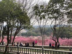 -无锡梅园公园