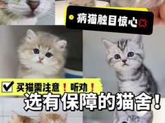 -lincat·猫舍(广州店)