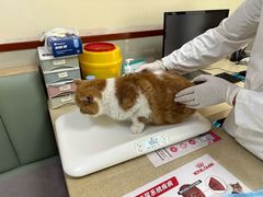 -艾贝尔宠物诊疗