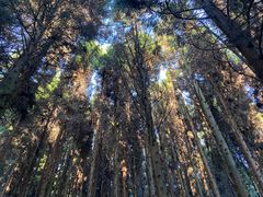 -武陵山森林公园