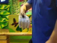 -上海大自然野生昆虫馆(东方明珠·爬宠昆虫探索中心)