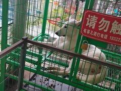 -中环花鸟鱼虫市场