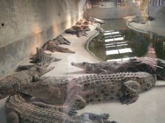 -泉州海丝野生动物世界