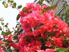 -有红鸡毛店·川菜(建设路店)