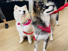 -上海西上海奥杰奥迪汽车销售有限公司(真如店)