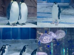 -海合安成都极地海洋公园
