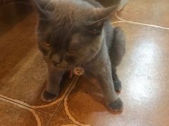 -李小姐の猫咖啡馆(五角场店)