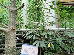 -呀路古热带植物园