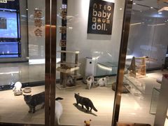 -momokira米努特·德文卷毛猫·棉花面纱犬