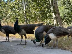 -北京麋鹿生态实验中心