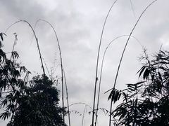 -野象谷景区