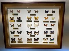 -上海昆虫博物馆