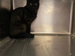 -萌兽医馆·犬猫专科·眼科中心·宠物医院(朝阳门分院)