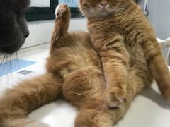 -喵的天空名猫咖啡馆·撸猫·猫舍·用品