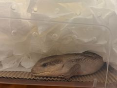 -酷以爬仙阁实体爬宠店·守宫·蜥蜴·专业繁育