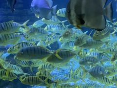 -烟台海昌鲸鲨海洋公园