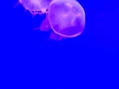 -多彩贵州城极地海洋世界