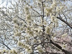 -桃花堤公园