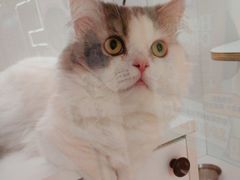 -三花喵·撸猫购宠·宠物生活馆(虹桥南丰城店)