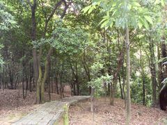 -火炉山森林公园