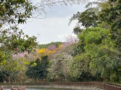 -大屏嶂森林公园