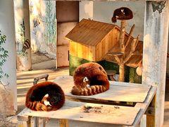 -青藏高原野生动物园