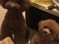 -爱侣宠医·鹦鹉专科·小型哺乳类·异宠专科(灵石路店)