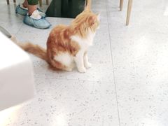 -喵园·猫主题咖啡厅·撸猫·猫咖(国贸店)