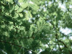 -桤木河湿地公园