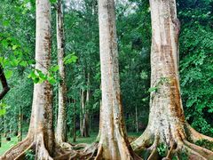 -中国科学院西双版纳热带植物园