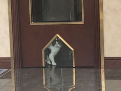 -宠爱国际动物医院· 猫科· 外科·中兽医(长白店)