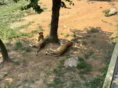 -西霞口神雕山野生动物世界
