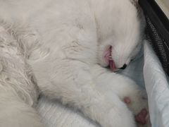 -纳吉亚猫专科动物诊疗中心(蒋宅口分院)