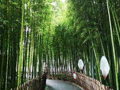 -陈家山荷花公园