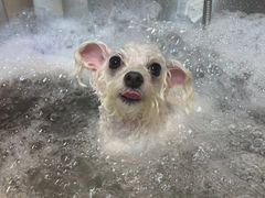 -爱派特动物医院·全科诊疗中心
