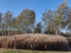 -汉长安城未央宫国家考古遗址公园