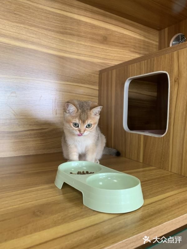 奉贤最萌的猫咪馆 