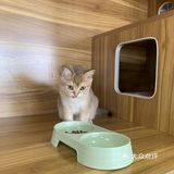 奉贤最萌的猫咪馆 