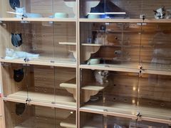 -喵百万·布偶·蓝金金渐层英短·猫舍(百子湾店)
