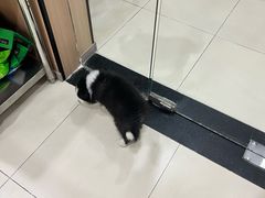 -米苏动物医院·犬猫专科·骨科外科内窥镜
