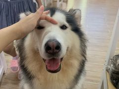 -李小姐の猫咖啡馆(五角场店)