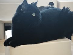 -有喵·猫咖·狗咖·30几只猫10只小狗(岗厦店)