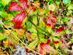 -帽儿山国家森林公园