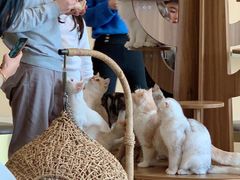 -飞行喵MR PILOT|猫舍·猫咖(静安大融城店)