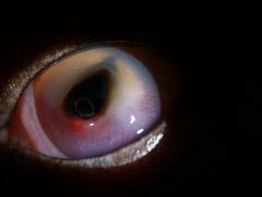 -爱侣宠医·鹦鹉专科·小型哺乳类·异宠专科(灵石路店)