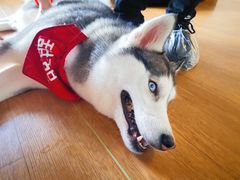 -Husky Go! 哈士奇体验馆·宠物咖啡厅狗咖